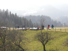 CICIBAN PLANINEC - STOLETNA LIPA